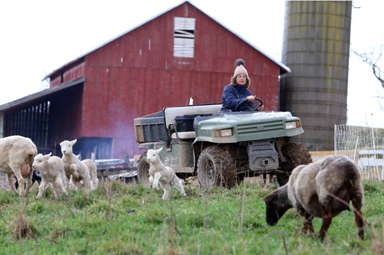 Owens Farm owner Caroline Owens drives through a sheep pasture while working at the 112 farm near Sunbury.